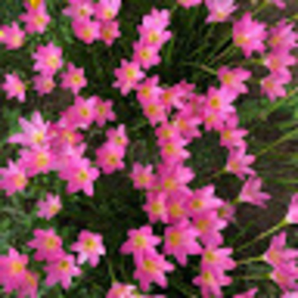 Meet your Posher, Ethan - Picture 1 of 1